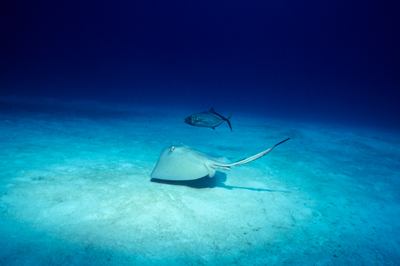sting ray image used in ad design